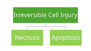 Cell death - Necrosis, apoptosis, autolysis, cellular aging | PPTX