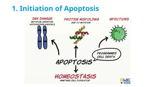 Cell death - Necrosis, apoptosis, autolysis, cellular aging | PPTX