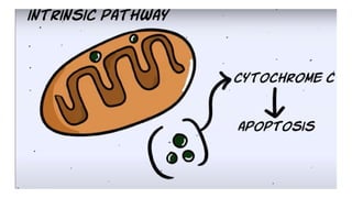 Cell death - Necrosis, apoptosis, autolysis, cellular aging | PPTX