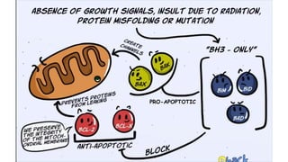 Cell death - Necrosis, apoptosis, autolysis, cellular aging | PPTX