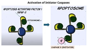 Cell death - Necrosis, apoptosis, autolysis, cellular aging | PPTX