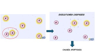 Cell death - Necrosis, apoptosis, autolysis, cellular aging | PPTX