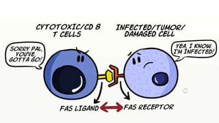 Cell death - Necrosis, apoptosis, autolysis, cellular aging | PPTX