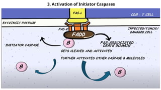 Cell death - Necrosis, apoptosis, autolysis, cellular aging | PPTX