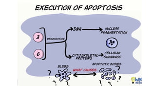 Cell death - Necrosis, apoptosis, autolysis, cellular aging | PPTX