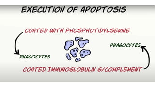 Cell death - Necrosis, apoptosis, autolysis, cellular aging | PPTX