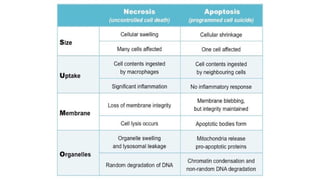 Cell death - Necrosis, apoptosis, autolysis, cellular aging | PPTX