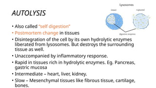 Cell death - Necrosis, apoptosis, autolysis, cellular aging | PPTX