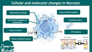 Cell death - Necrosis, apoptosis, autolysis, cellular aging | PPTX