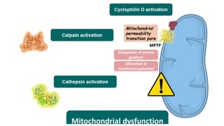 Cell death - Necrosis, apoptosis, autolysis, cellular aging | PPTX
