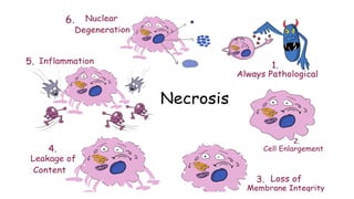 Cell death - Necrosis, apoptosis, autolysis, cellular aging | PPTX