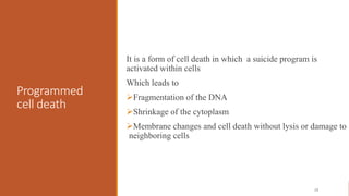 Programmed
cell death
It is a form of cell death in which a suicide program is
activated within cells
Which leads to
Frag...