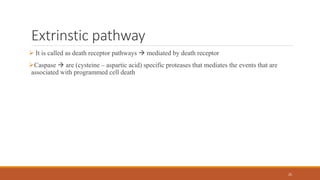 Extrinstic pathway
 It is called as death receptor pathways  mediated by death receptor
Caspase  are (cysteine – aspar...