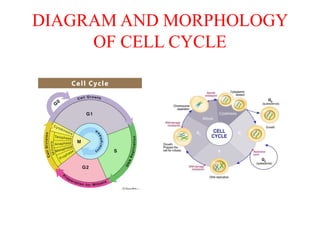 Cell death that involve its types, causes, mechanisms | PPT