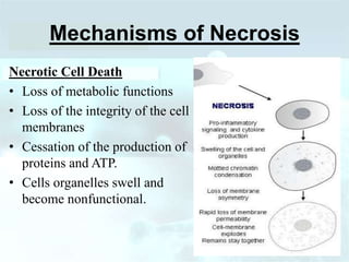 Mechanisms of Necrosis
Necrotic Cell Death
• Loss of metabolic functions
• Loss of the integrity of the cell
membranes
• Cessation of the production of
proteins and ATP.
• Cells organelles swell and
become nonfunctional.
 