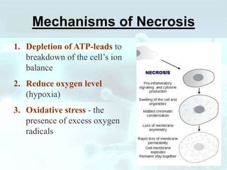 Mechanisms of Necrosis
1. Depletion of ATP-leads to
breakdown of the cell’s ion
balance
2. Reduce oxygen level
(hypoxia)
3. Oxidative stress - the
presence of excess oxygen
radicals
 
