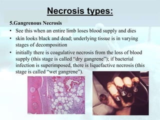 Necrosis types:
5.Gangrenous Necrosis
• See this when an entire limb loses blood supply and dies
• skin looks black and dead; underlying tissue is in varying
stages of decomposition
• initially there is coagulative necrosis from the loss of blood
supply (this stage is called “dry gangrene”); if bacterial
infection is superimposed, there is liquefactive necrosis (this
stage is called “wet gangrene”).
 