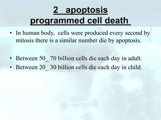 2_ apoptosis
programmed cell death
• In human body, cells were produced every second by
mitosis there is a similar number die by apoptosis.
• Between 50_ 70 billion cells die each day in adult.
• Between 20_ 30 billion cells die each day in child.
 