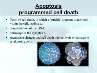 Apoptosis
programmed cell death
• Form of cell death, in which a ‘suicide’ program is activated
within the cell, leading to:
• fragmentation of the DNA.
• shrinkage of the cytoplasm.
• membrane changes and cell death without lysis or damage to
neighboring cells.
 