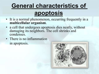 General characteristics of
apoptosis
• It is a normal phenomenon, occurring frequently in a
multicellular organism.
• a cell that undergoes apoptosis dies neatly, without
damaging its neighbors. The cell shrinks and
condenses.
• There is no inflammation
in apoptosis.
 