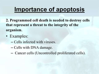 Importance of apoptosis
2. Programmed cell death is needed to destroy cells
that represent a threat to the integrity of the
organism.
• Examples:
– Cells infected with viruses.
– Cells with DNA damage.
– Cancer cells (Uncontrolled proliferated cells).
 