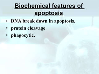Biochemical features of
apoptosis
• DNA break down in apoptosis.
• protein cleavage
• phagocytic.
 