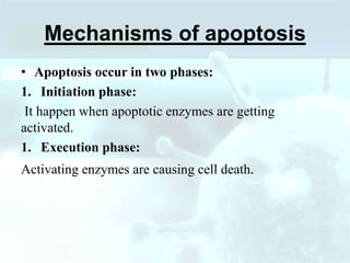 Mechanisms of apoptosis
• Apoptosis occur in two phases:
1. Initiation phase:
It happen when apoptotic enzymes are getting
activated.
1. Execution phase:
Activating enzymes are causing cell death.
 