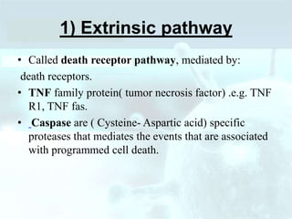 1) Extrinsic pathway
• Called death receptor pathway, mediated by:
death receptors.
• TNF family protein( tumor necrosis factor) .e.g. TNF
R1, TNF fas.
• Caspase are ( Cysteine- Aspartic acid) specific
proteases that mediates the events that are associated
with programmed cell death.
 