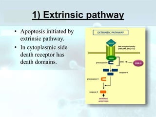 1) Extrinsic pathway
• Apoptosis initiated by
extrinsic pathway.
• In cytoplasmic side
death receptor has
death domains.
 