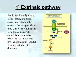 1) Extrinsic pathway
• Fas L( fas ligand) bind to
fas receptor, and form
cross link between three
or more fas receptor then
they can form binding site
for adaptor molecule
called death domain,
which attract inactivated
pro_ caspases and FADD(
fas associated death
domain).
 