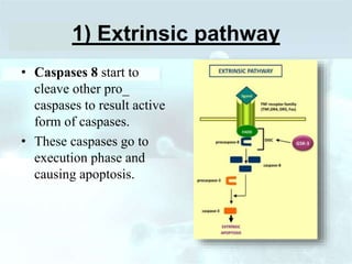 1) Extrinsic pathway
• Caspases 8 start to
cleave other pro_
caspases to result active
form of caspases.
• These caspases go to
execution phase and
causing apoptosis.
 