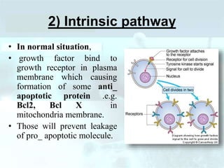2) Intrinsic pathway
• In normal situation,
• growth factor bind to
growth receptor in plasma
membrane which causing
formation of some anti_
apoptotic protein .e.g.
Bcl2, Bcl X in
mitochondria membrane.
• Those will prevent leakage
of pro_ apoptotic molecule.
 