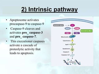 2) Intrinsic pathway
• Apoptosome activates
procaspase-9 to caspase-9
• Caspase-9 cleaves and
activates pro_ caspase-3
and pro_ caspase-7.
• This executioner caspases
activate a cascade of
proteolytic activity that
leads to apoptosis.
 