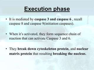 Execution phase
• It is mediated by caspase 3 and caspase 6 , recall
caspase 8 and caspase 9(initiation caspases).
• When it’s activated, they form sequence chain of
reaction that can activate Caspase 3 and 6.
• They break down cytoskeleton protein, and nuclear
matrix protein that resulting breaking the nucleus.
 