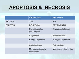 APOPTOSIS & NECROSIS
APOPTOSIS NECROSIS
NATURAL YES NO
EFFECTS BENEFICIAL DETRIMENTAL
Physiological or
pathological
Always pathological
Single cells Sheets of cells
Energy dependent Energy independent
Cell shrinkage Cell swelling
Membrane integrity
maintained
Membrane integrity lost
 