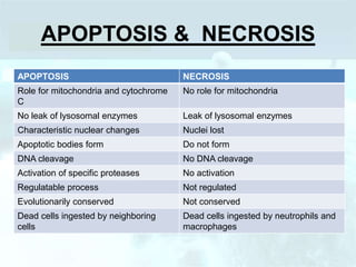 APOPTOSIS & NECROSIS
APOPTOSIS NECROSIS
Role for mitochondria and cytochrome
C
No role for mitochondria
No leak of lysosomal enzymes Leak of lysosomal enzymes
Characteristic nuclear changes Nuclei lost
Apoptotic bodies form Do not form
DNA cleavage No DNA cleavage
Activation of specific proteases No activation
Regulatable process Not regulated
Evolutionarily conserved Not conserved
Dead cells ingested by neighboring
cells
Dead cells ingested by neutrophils and
macrophages
 
