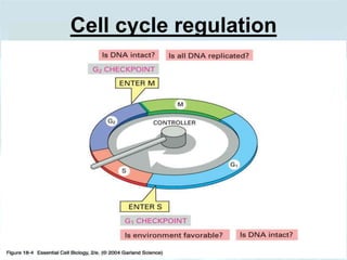 Cell cycle regulation
 