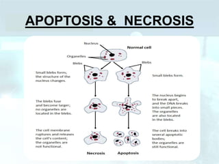 APOPTOSIS & NECROSIS
 