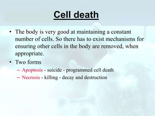 Cell death
• The body is very good at maintaining a constant
number of cells. So there has to exist mechanisms for
ensuring other cells in the body are removed, when
appropriate.
• Two forms
– Apoptosis - suicide - programmed cell death
– Necrosis - killing - decay and destruction
 