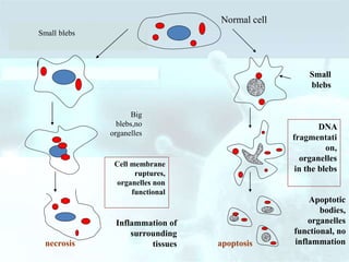 Normal cell
Small blebs
Big
blebs,no
organelles
Cell membrane
ruptures,
organelles non
functional
Apoptotic
bodies,
organelles
functional, no
inflammation
DNA
fragmentati
on,
organelles
in the blebs
Small
blebs
necrosis apoptosis
Inflammation of
surrounding
tissues
 