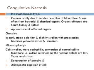 Coagulative Necrosis
 It is most common type.
 Causes- mostly due to sudden cessation of blood flow & less
often from bacterial & chemical agents. Organs affected are
heart, kidney & spleen
 Appearance of affected organ-
Grossly-:
In early stage pale firm & slightly swollen with progression
becomes yellowish softer & shrunken.
Microscopically-
Cells swollen, more eosinphillic, conversion of normal cell to
tombstone i.e. outline retained but the nuclear details are lost.
Those results from
1) Denaturation of proteins &
2) 2)Enzymatic digestion of cell
 