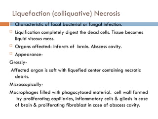 Liquefaction (colliquative) Necrosis
 Characteristic of focal bacterial or fungal infection.
 Liquification completely digest the dead cells. Tissue becomes
liquid viscous mass.
 Organs affected- infarcts of brain. Abscess cavity.
 Appearance-
Grossly-
Affected organ is soft with liquefied center containing necrotic
debris.
Microscopically-
Macrophages filled with phagocytosed material. cell wall formed
by proliferating capillaries, inflammatory cells & gliosis in case
of brain & proliferating fibroblast in case of abscess cavity.
 