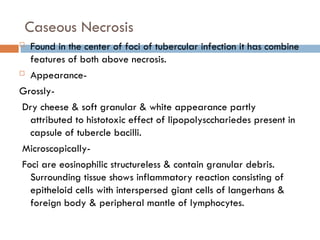 Caseous Necrosis
 Found in the center of foci of tubercular infection it has combine
features of both above necrosis.
 Appearance-
Grossly-
Dry cheese & soft granular & white appearance partly
attributed to histotoxic effect of lipopolyscchariedes present in
capsule of tubercle bacilli.
Microscopically-
Foci are eosinophilic structureless & contain granular debris.
Surrounding tissue shows inflammatory reaction consisting of
epitheloid cells with interspersed giant cells of langerhans &
foreign body & peripheral mantle of lymphocytes.
 