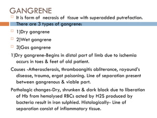 GANGRENE
 It is form of necrosis of tissue with superadded putrefaction.
There are 3 types of gangrene:
 1)Dry gangrene
 2)Wet gangrene
 3)Gas gangrene
1)Dry gangrene-Begins in distal part of limb due to ischemia
occurs in toes & feet of old patient.
Causes -Atherosclerosis, thromboangitis obliterance, rayaund’s
disease, trauma, ergot poisoning. Line of separation present
between gangrenous & viable part.
Pathologic changes-Dry, shrunken & dark black due to liberation
of Hb from hemolysed RBCs acted by H2S produced by
bacteria result in iron sulphied. Histologically- Line of
separation consist of inflammatory tissue.
 