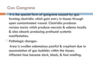 Gas Gangrene
It is the special form of gangrene caused by gas
forming clostridia which gain entry in tissues through
open contaminated wound. Clostridia produces
various toxins which produce necrosis & edema locally
& also absorb producing profound systemic
manifestation.
 Pathologic changes-
Area is swollen edematous painful & crepitant due to
accumulation of gas bubbles within the tissues.
Affected tisse become dark, black, & foul smelling.
 