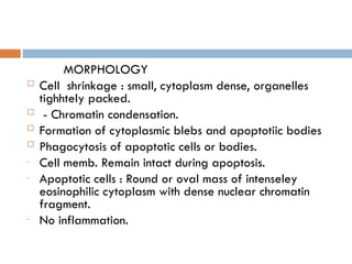 MORPHOLOGY
 Cell shrinkage : small, cytoplasm dense, organelles
tighhtely packed.
 - Chromatin condensation.
 Formation of cytoplasmic blebs and apoptotiic bodies
 Phagocytosis of apoptotic cells or bodies.
- Cell memb. Remain intact during apoptosis.
- Apoptotic cells : Round or oval mass of intenseley
eosinophilic cytoplasm with dense nuclear chromatin
fragment.
- No inflammation.
 