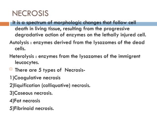 NECROSIS
It is a spectrum of morphologic changes that follow cell
death in living tissue, resulting from the progressive
degradative action of enzymes on the lethally injured cell.
Autolysis : enzymes derived from the lysozomes of the dead
cells.
Heterolysis : enzymes from the lysozomes of the immigrent
leucocytes.
 There are 5 types of Necrosis-
1)Coagulative necrosis
2)liquification (colliquative) necrosis.
3)Caseous necrosis.
4)Fat necrosis
5)Fibrinoid necrosis.
 