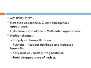  MORPHOLOGY :
 Increased eosinophilia. Glassy homogenous
appearance.
 Cytoplasm – vacuolated – Moth eaten appearance.
 Nuclear changes :
- Karyolysis : basophilia fade.
- Pyknosis : nuclear shrinkage and increased
basophilia.
- Karyorrhexis : Nuclear fragmentation.
- Total disappearance of nucleus.
 