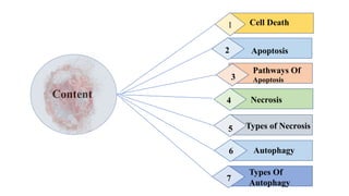 cell Death- Apoptosis, Necrosis, Autophagy .pptx