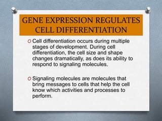 Cell determination and differentiation | PPTX